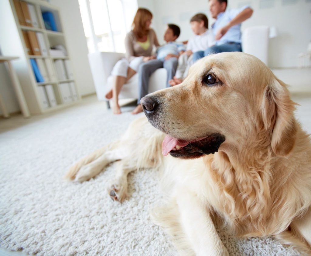 jakes carpet and upholstery cleaning safe for pets