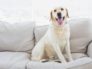 jakes carpet and upholstery cleaning up after pets